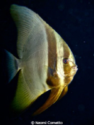 friendly Batfish by Naomi Cometto 